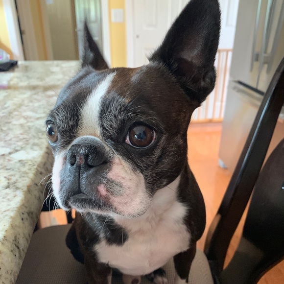 Introducing Posher Maxine - Picture 6 of 6